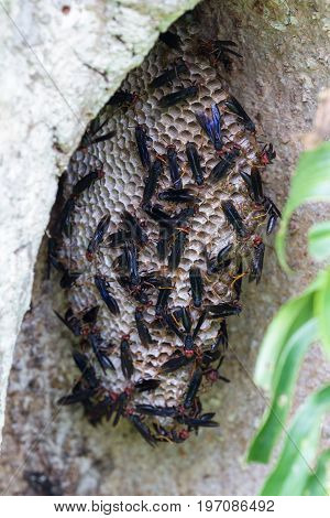 Warrior Wasp - Synoeca Septentrionalis