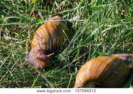Adult african achatina snails eats grass outdoors