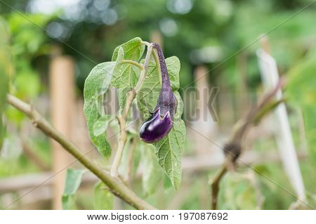 Purple Eggplant On Its Tree