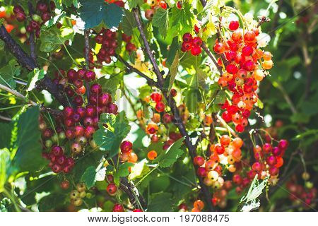 redcurrant collection. collects ripe red currant berries