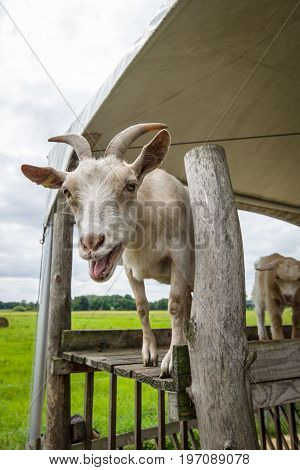 The home goat (Capra hircus) in the farm, close-up.