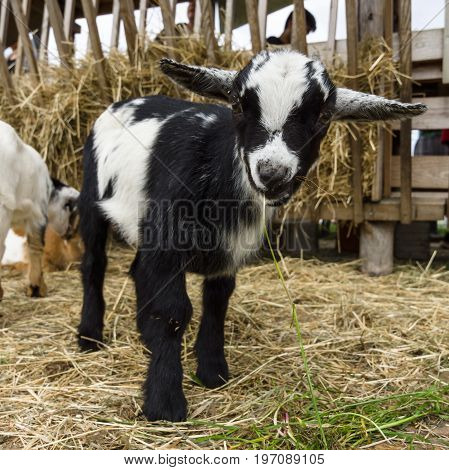 The domestic goat kid (Capra hircus) close-up.