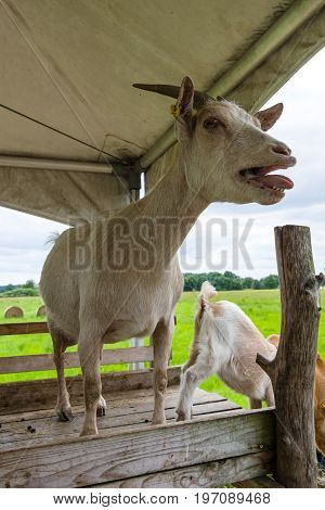The home goat (Capra hircus) in the farm, close-up.