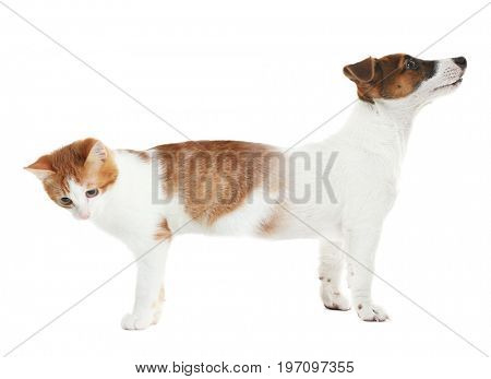 Cat conjoined with dog on white background
