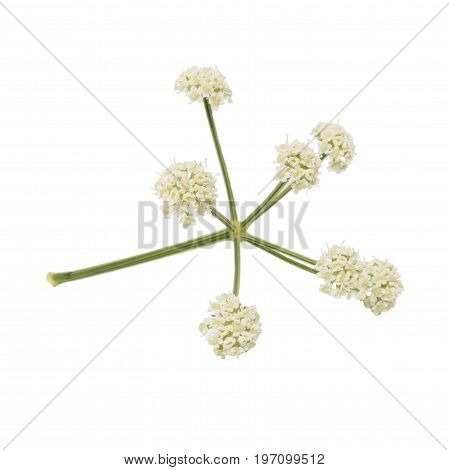 Bunch of twigs with white small flowers isolated on white background