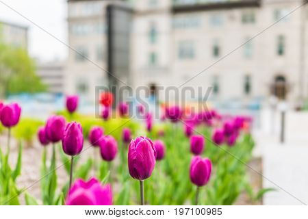 Quebec City, Canada - May 29, 2017: Macro Closeup Of Purple Tulips In Old Town With Hotel De Ville C