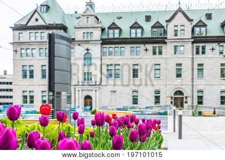 Quebec City, Canada - May 29, 2017: Macro Closeup Of Purple Tulips In Old Town With Hotel De Ville C