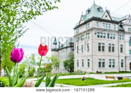 Quebec City, Canada - May 29, 2017: Macro Closeup Of Purple And Red Tulips In Old Town With Hotel De