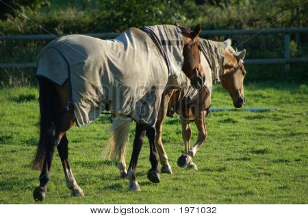 Horse_2