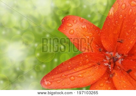 Orange lily flower on blur green and yellow background