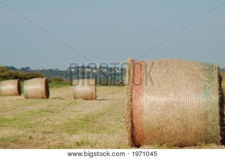 Hay