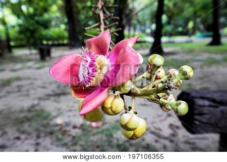 sal tree cannonball flower beautiful background nature beauty