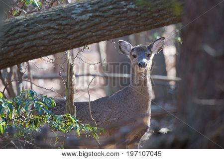 Young deer in woods curiously looks on while other deer are feeding nearby.