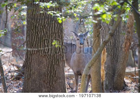 Young deer in woods curiously looks on while other deer are feeding nearby.