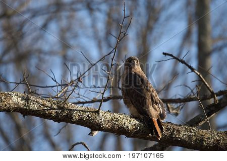 Red Tailed Hawk bird of prey also known as chickenhawk in the wild perched for hunting.