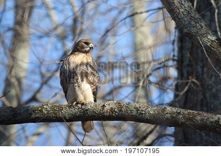 Red Tailed Hawk bird of prey also known as chickenhawk in the wild perched for hunting.