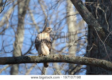 Red Tailed Hawk bird of prey also known as chickenhawk in the wild perched for hunting.