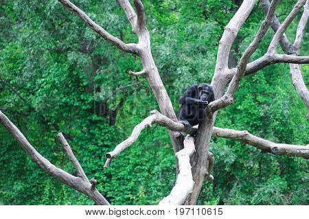 single Chimpanzee sitting on the tree branch