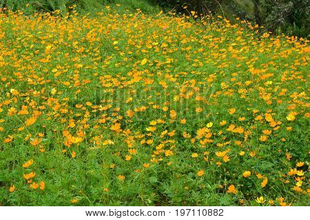 Sulfur Cosmos Yellow Cosmos (C. sulphureus) in the garden Beautiful background.