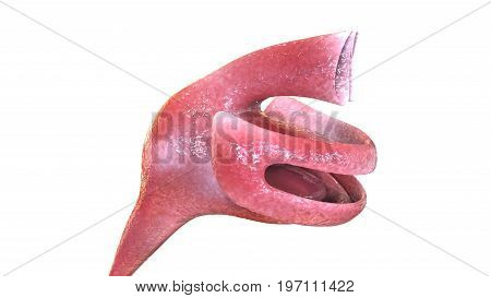 3D illustration human body digestive system.human body part.