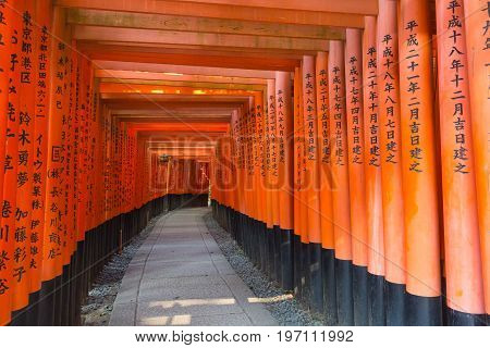 KYOTO JAPAN - AUGUST 4 2015 : Thousand of torii gates (Senbon Torii) at Fushimi Inari Taisha Shrine. A famous historic site and tourist destination in Kyoto Japan.