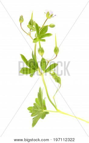 Small geranium (Geranium pusillum) isolated on white background. Medicinal plant
