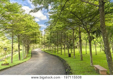 Twisty roads in the park with green trees shine in the golden sunshine of the summer in the ecotourism to attract tourists visiting the weekend.