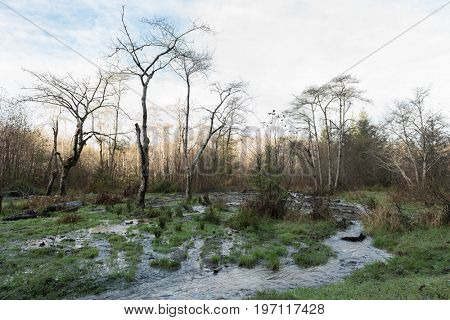A stream of water and bare trees near Fern Canyon, Humboldt County, California, USA in December.