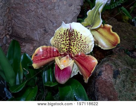 Exotic Lady Slipper Orchid  (paphiopedilum Cyclops)