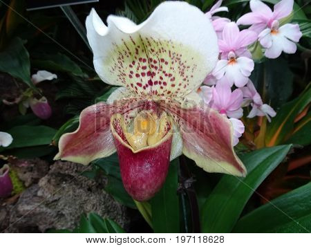 Exotic Lady Slipper Orchid  (paphiopedilum Cyclops)