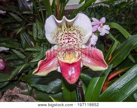 rare and exotic Lady's Slipper orchids (Paphiopedilum san-actaeus, Orchidaceae)