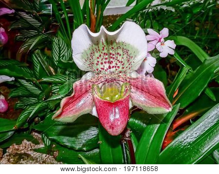 rare and exotic Lady's Slipper orchids (Paphiopedilum san-actaeus, Orchidaceae)