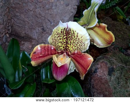 Exotic Lady Slipper Orchid  (paphiopedilum Cyclops)