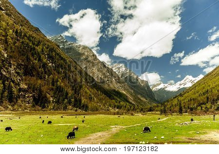 View on mountain landscape by Tagong grassland in China