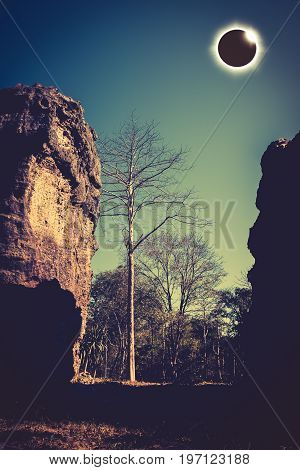 Scientific natural phenomenon. Prominence and internal sun's corona. Total solar eclipse with diamond ring effect glowing on sky above silhouette of dead trees and boulder serenity nature background.