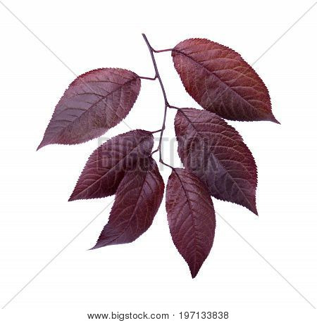 Organic, fresh and dark red autumn leaves, isolated on a white background. Beautiful branch with dark leaves of a plum tree. Red leaves. Burgundy plum leaves.