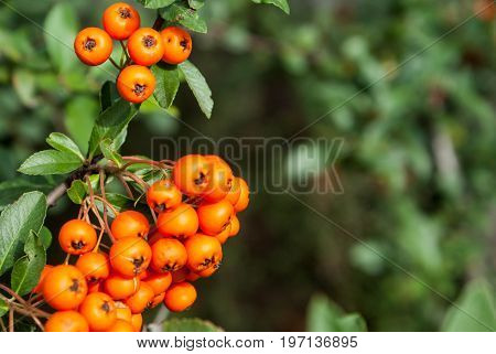 ash berry with leafs background for graphic design.