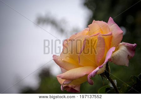 Close up of pink rose petails covered dew background