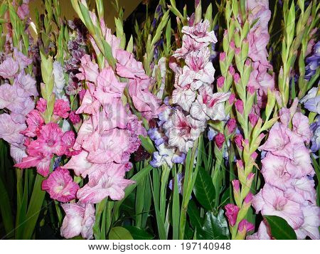 Milions blooms together in one place. Amazing, isnt it