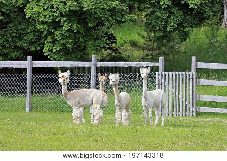 Group of four shorn white Alpacas standing and looking on a green meadow in Finland.
