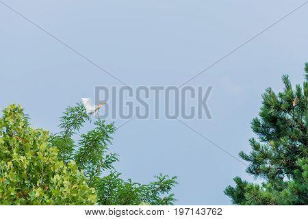 Egret Flying From Top Of Oak Tree