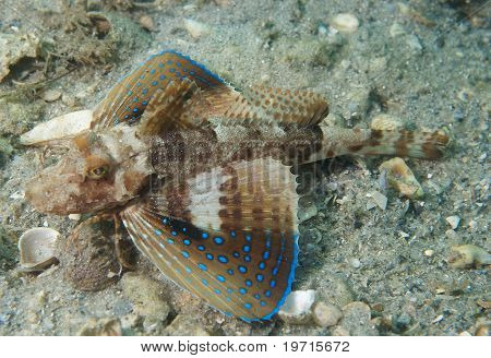 Blue Spotted Searobin