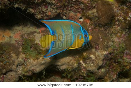 Juvenilní královna Angelfish