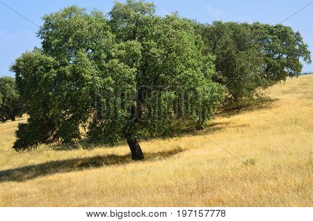 Cork Oak Trees, Portugal