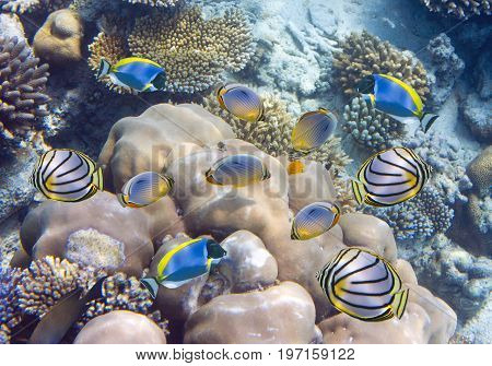 Big pack of tropical fishes over a coral reef
