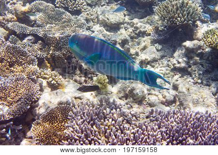 parrotfish (scarus ) over a coral reef the Indian Ocean