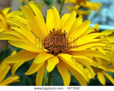 Flor amarilla