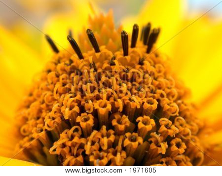 Flor amarilla