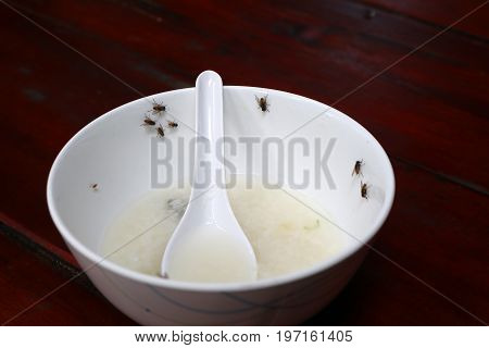 Fly on a plate of food on the table.