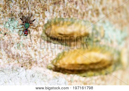 The little colorful spiders collection in the garden.